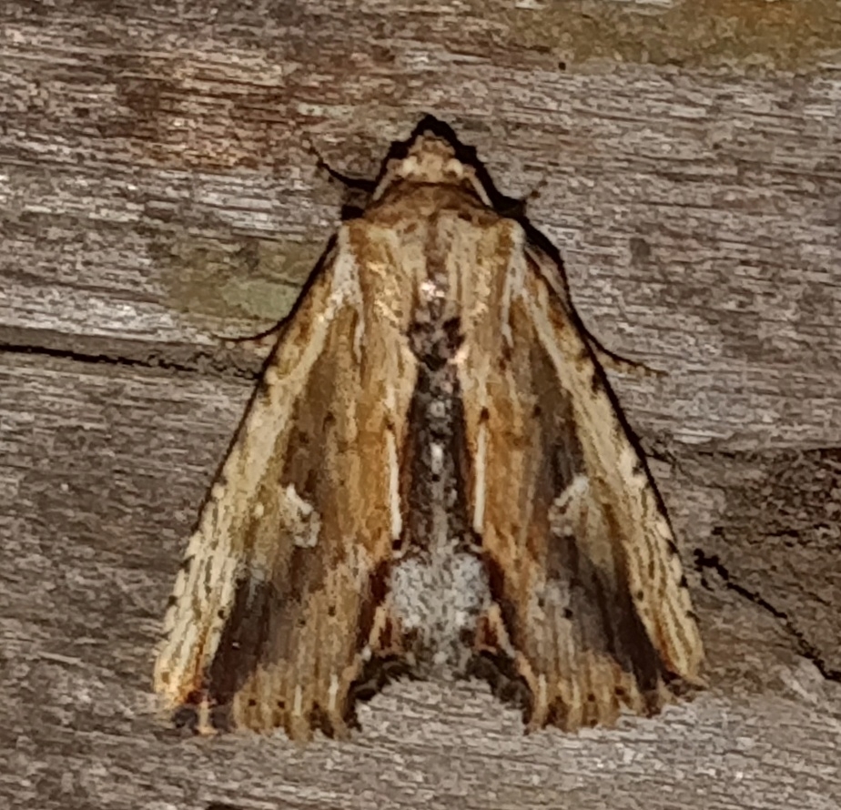 Antachara diminuta