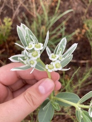 Euphorbia marginata