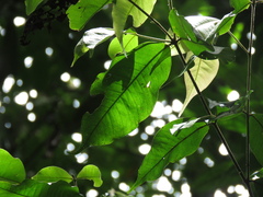 Myrcia