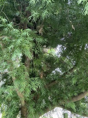 Calocedrus