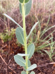 Euphorbia marginata