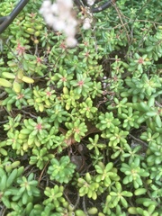 Sedum album