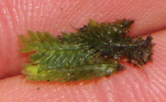 Fissidens