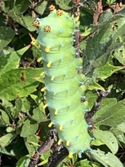 Hyalophora cecropia