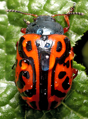 Calligrapha serpentina