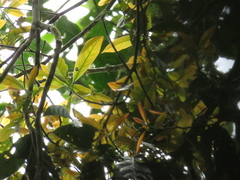 Beilschmiedia pendula