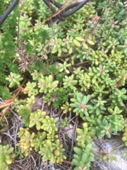 Sedum album