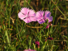 Dianthus seguieri