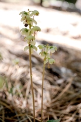 Pyrola dentata