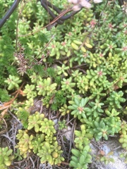 Sedum album