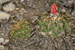 Coryphantha pallida