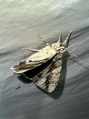 Catocala flebilis