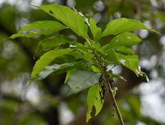 Premna