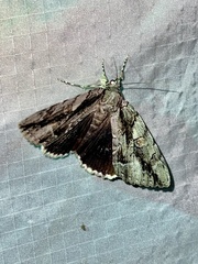 Catocala flebilis