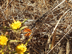 Pyronia cecilia