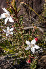 Philotheca hispidula