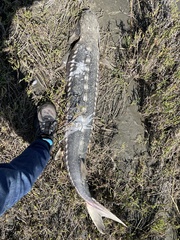 Acipenser transmontanus