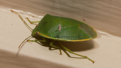 Glaucias