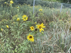 Helianthus giganteus