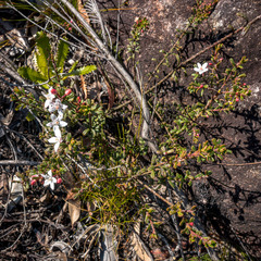 Philotheca hispidula