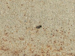 Sphenophorus parvulus