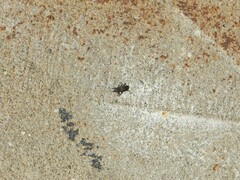 Sphenophorus parvulus