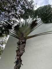 Ravenala madagascariensis