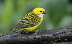 Tangara icterocephala