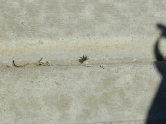 Sphenophorus parvulus