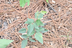 Desmodium lindheimeri