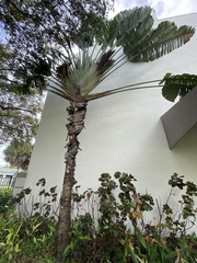 Ravenala madagascariensis