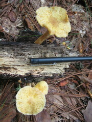 Gymnopilus penetrans