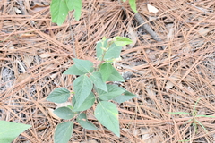 Desmodium lindheimeri
