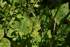 Vaccinium ovalifolium