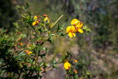 Podolobium ilicifolium