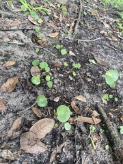 Apiales