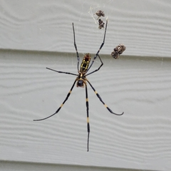 Trichonephila clavata