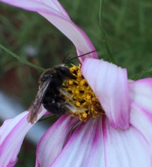 Melissodes bimaculatus