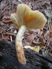 Gymnopilus penetrans