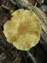 Gymnopilus penetrans