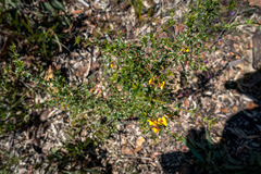 Podolobium ilicifolium