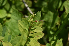 Vaccinium ovalifolium