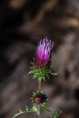 Cirsium andersonii