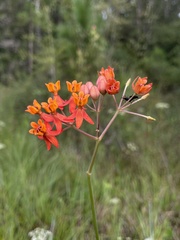 Asclepias lanceolata