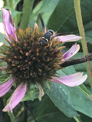 Euodynerus hidalgo boreoorientalis