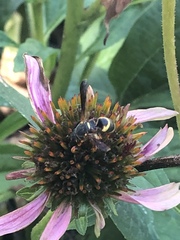 Euodynerus hidalgo boreoorientalis