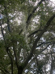 Tillandsia usneoides