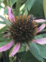 Euodynerus hidalgo boreoorientalis