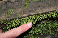 Fissidens