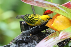 Tangara icterocephala